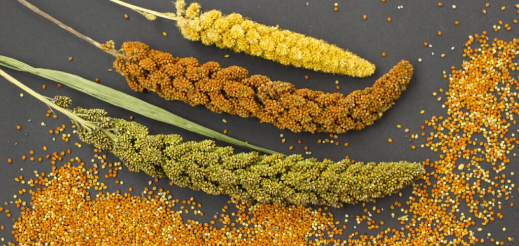 Shree Anna for Shreshta Bharat